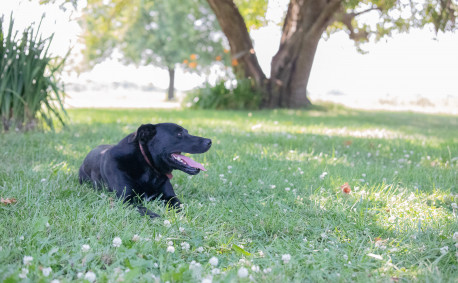 Little Sammy Jinkins - Farm Dog