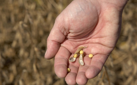 Hand Holding Soybean