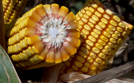 Dent Corn