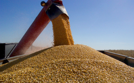 Corn harvest