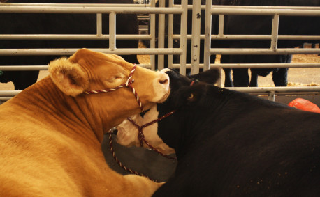 Kansas Junior Livestock Show 2016 cows