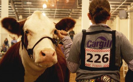 Kansas Junior Livestock Show 2016 Hereford