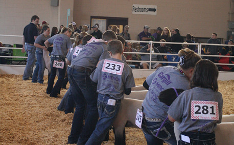 Kansas Junior Livestock Show 2016 sheep