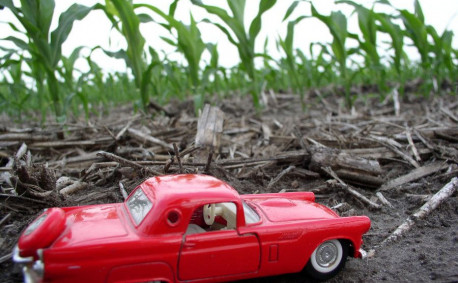 Corn and Car