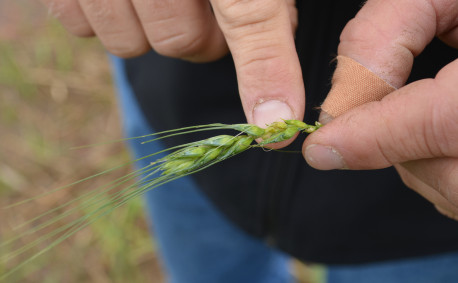 He points to some damage on the plant--likely cause by hail.