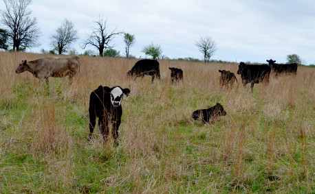 The herd looks content...