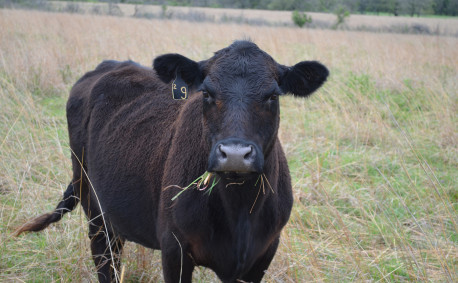 Grazing on natural grasses...