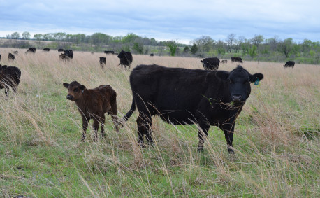 A cow and her calf with the herd.