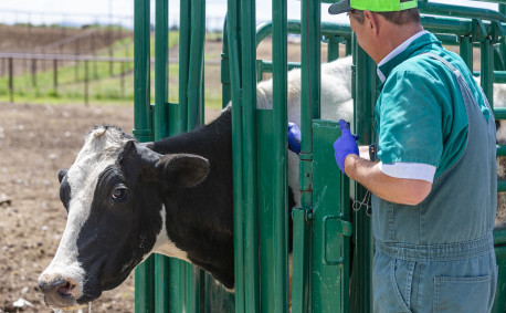 farm veterinarian