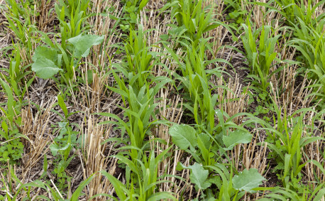 Cover crops