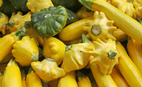 Summer Squash Varieties