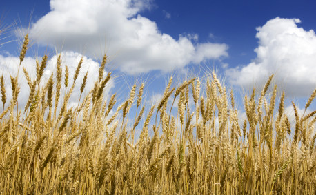 Golden field of wheat