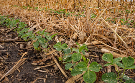 Regenerative agriculture cover crop - soybeans