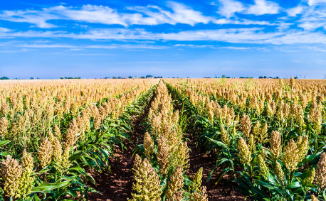 Field of ripe sorghum