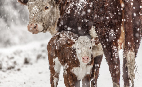 Cattle in winter