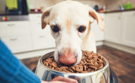 Grains in pet food