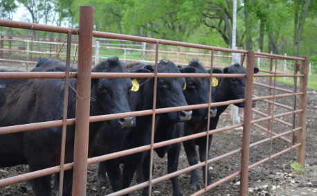 My Day at the Ranch, cattle