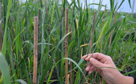 Haploid Mother Plants