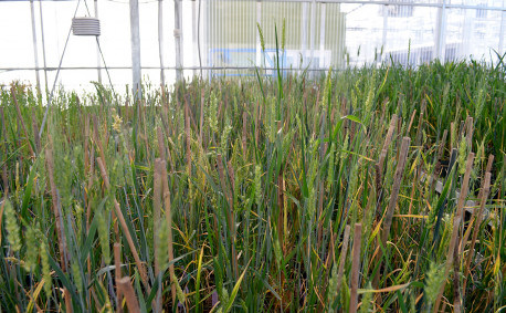 Wheat plants