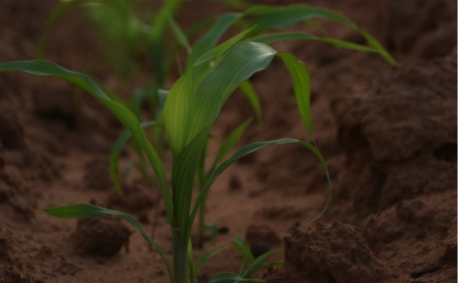 Growing: Following planting, sorghum seeds grow into plants 3-5 feet tall with 15-18 leaves. The flag leaf is the last to form and once its leaf tip becomes visible the sorghum head will emerge in 7-10 days.