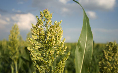 Flowering: Once the sorghum head has formed, it begins flowering at the top of the head downward in a 3-7 day period. After flowering, the grain begins to form.