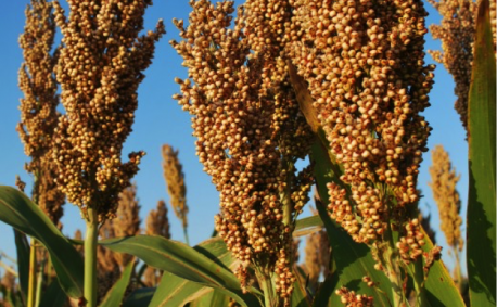 Maturing: As the grain matures, it transforms from a soft grain with a light green color to a hard grain with its final color, which can be white, tan, bronze or red.