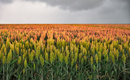 Sorghum field in beautiful colors