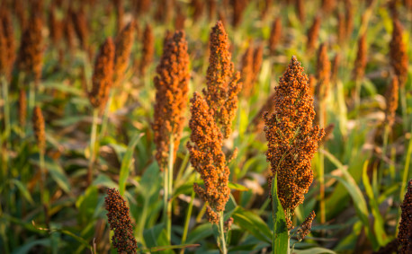 sorghum