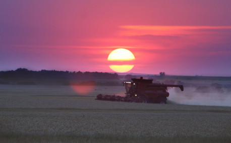 Wheat as we grow it