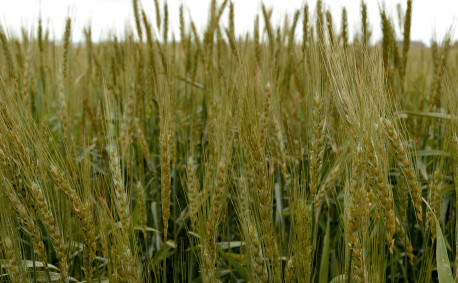 Kansas Wheat Varieties 