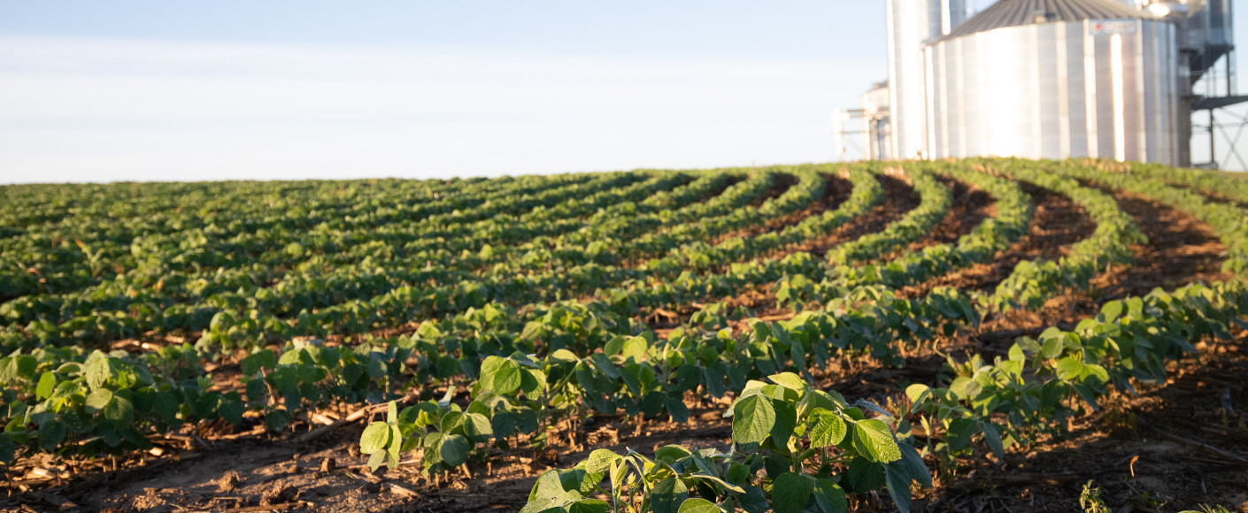 Young soybean plants