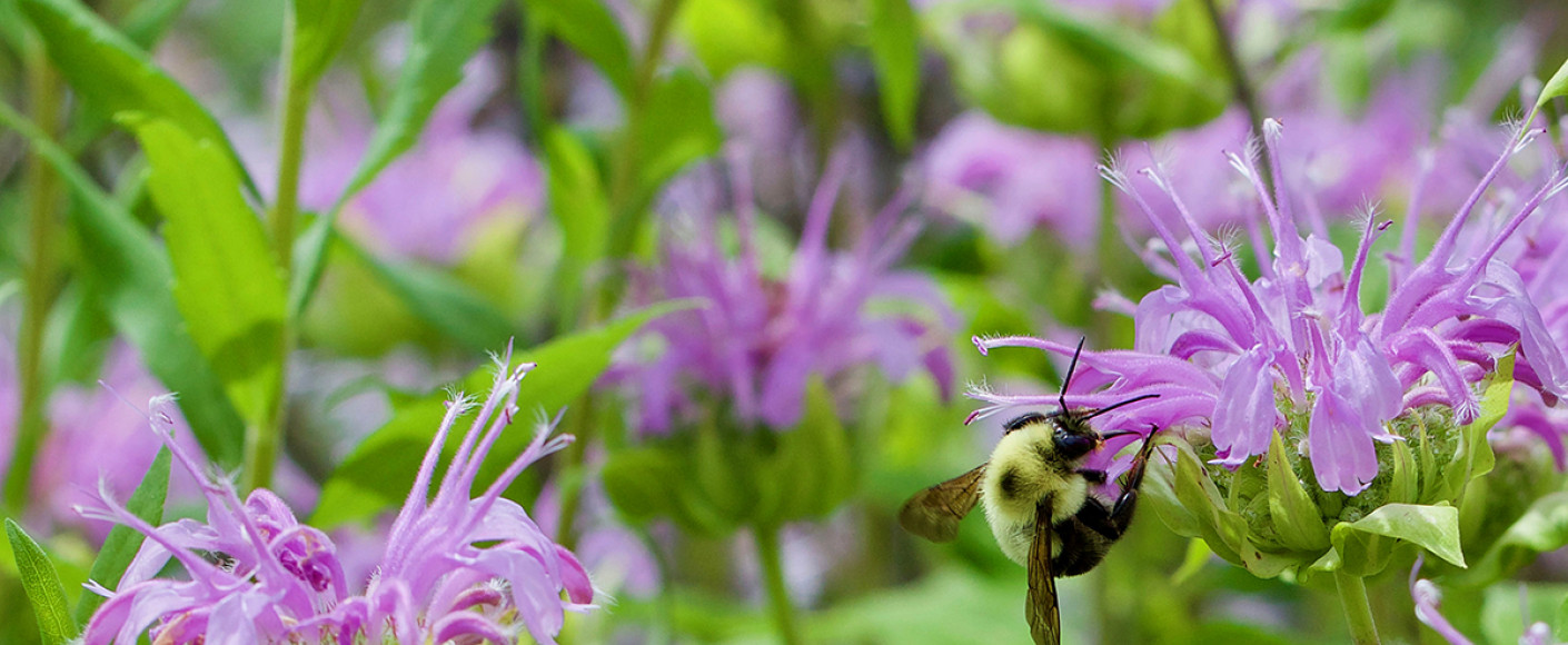 bee balm wild bergamot in Kansas