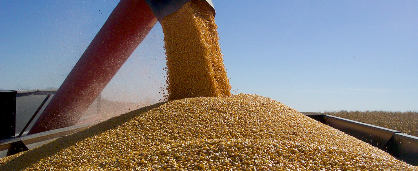 Corn harvest