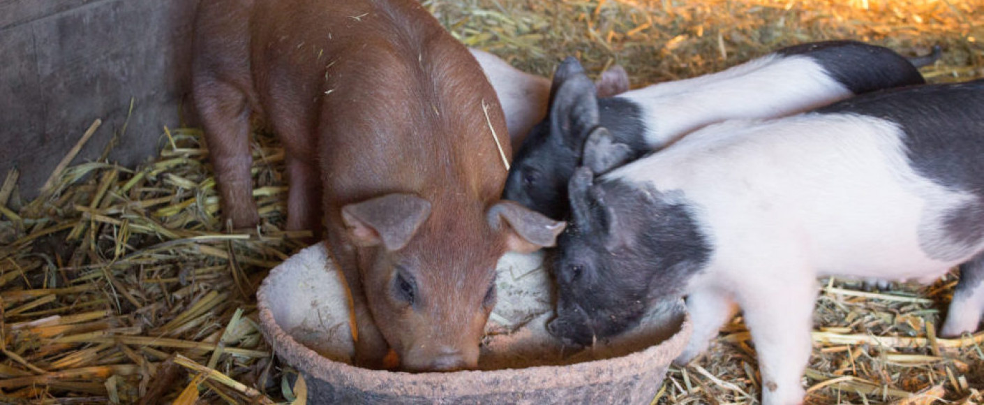 Caitlyn Horton pigs eating