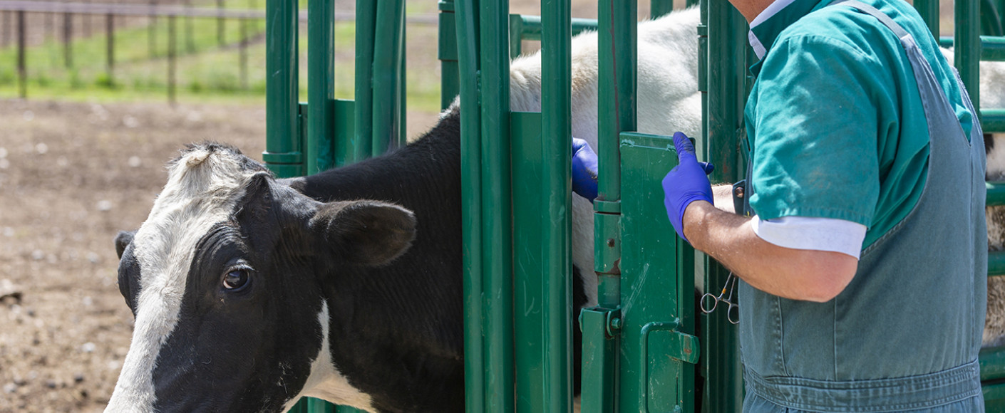 farm veterinarian