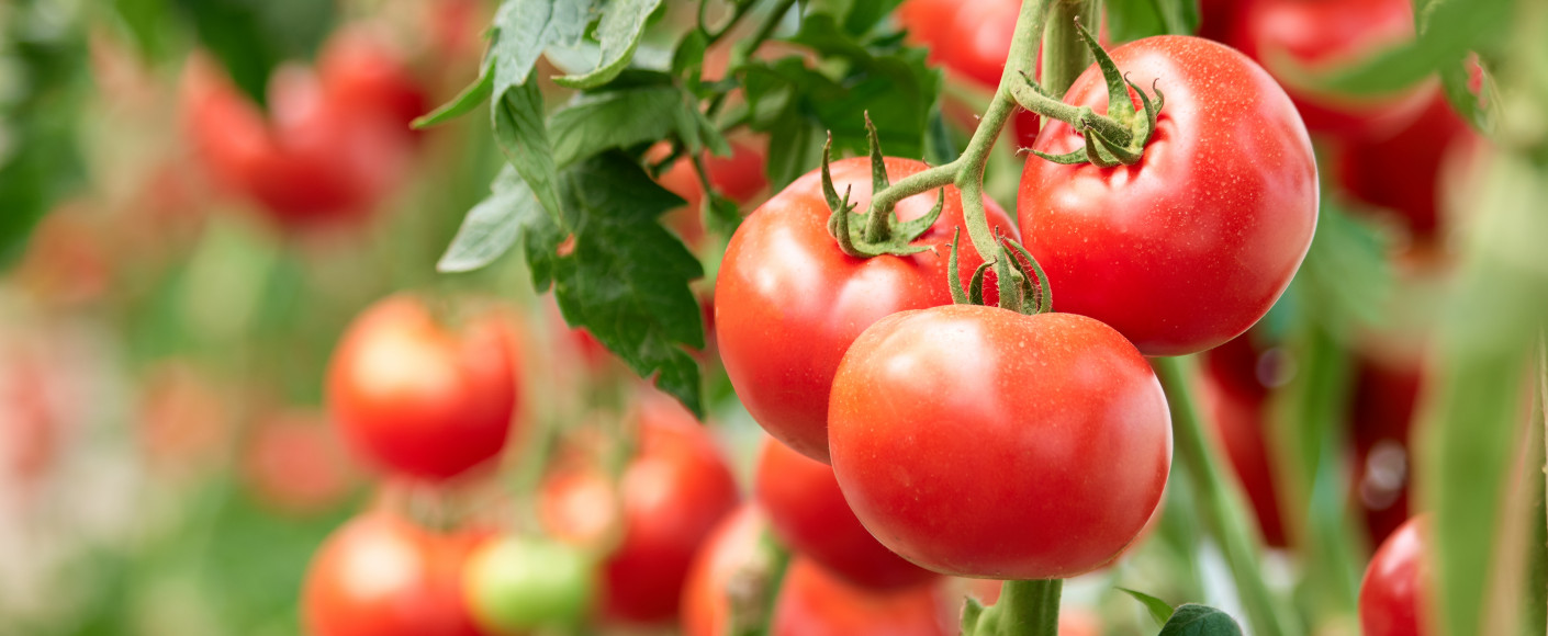 How to grow your own tomatoes