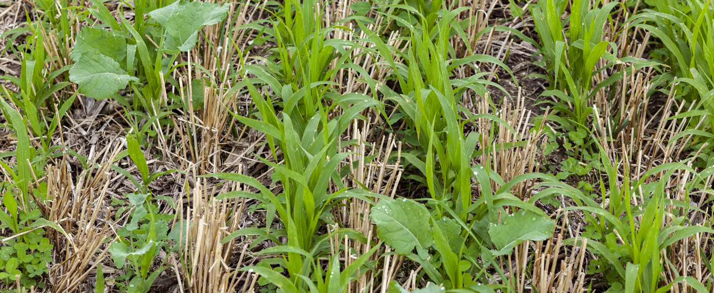 Cover crops