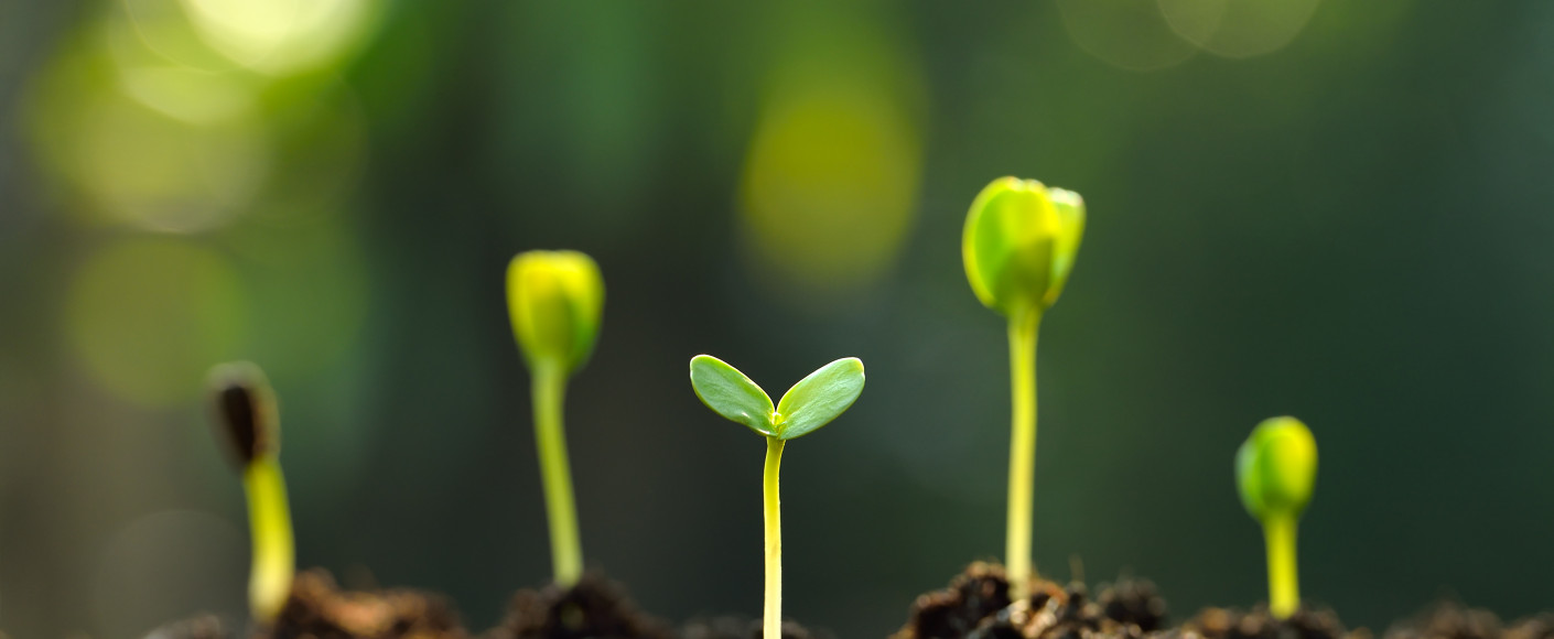 Plant sprout shoots