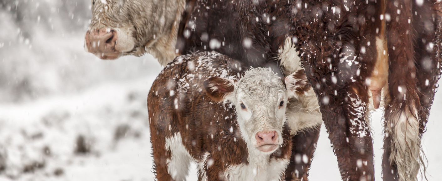 Cattle in winter