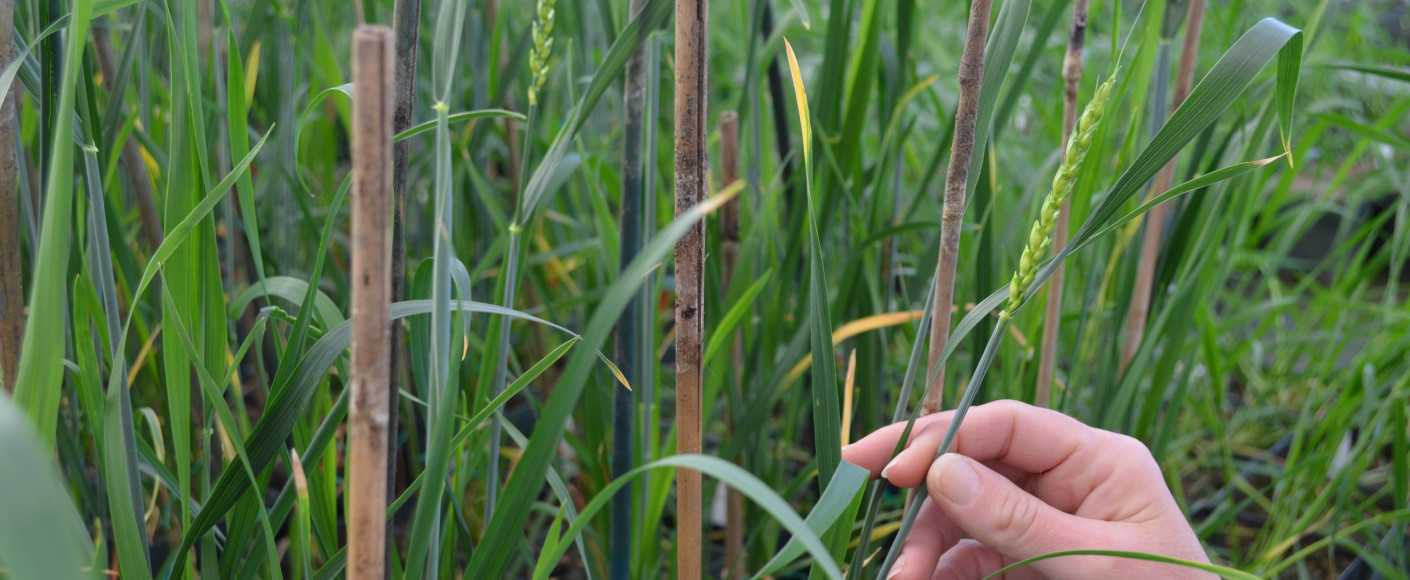 Haploid Mother Plants