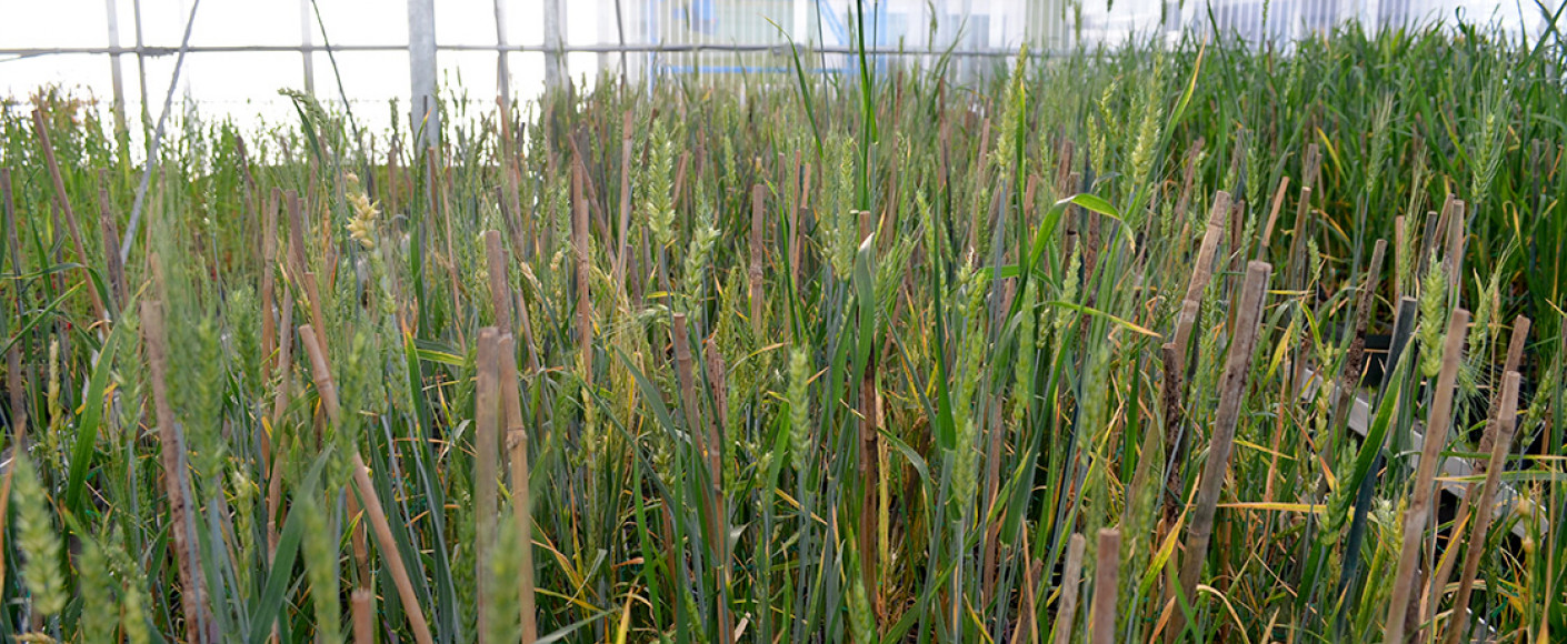 Wheat plants