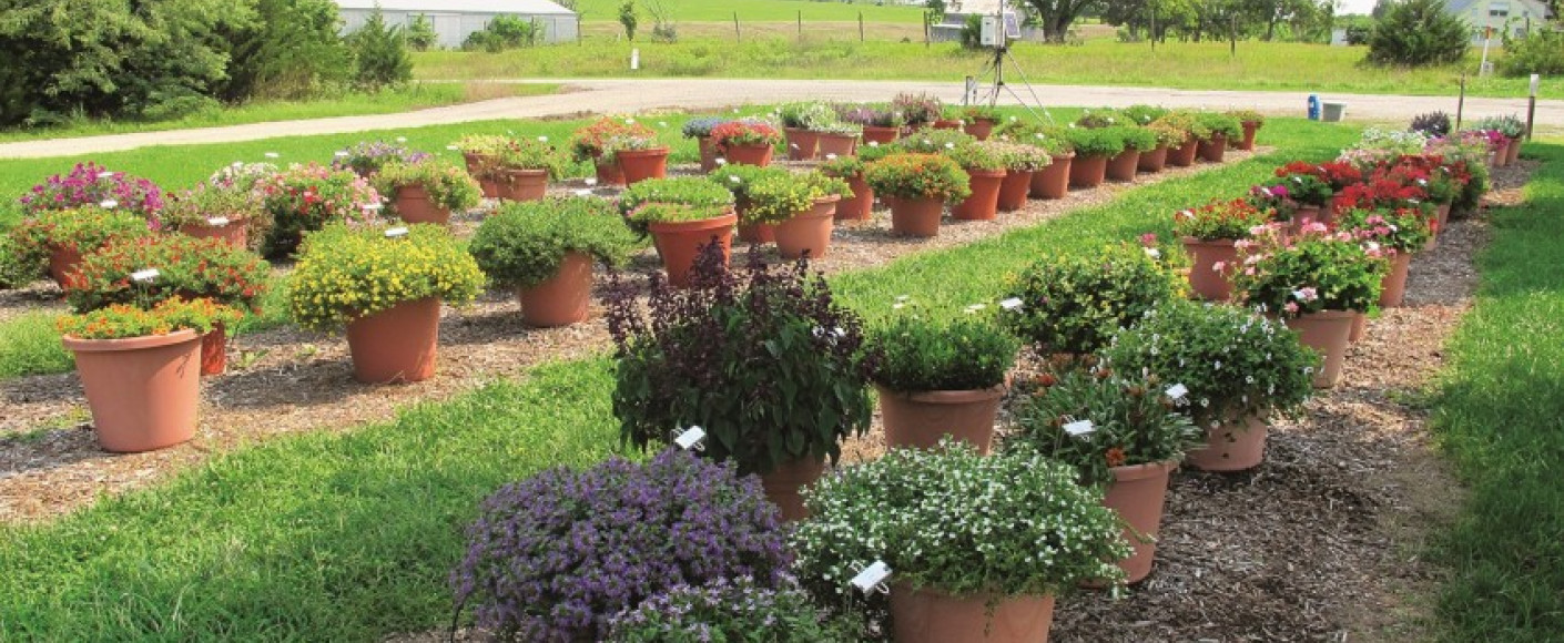 Potted Produce