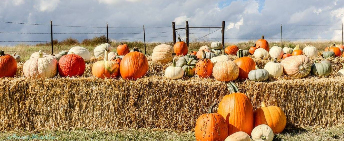 How decorative pumpkins are grown header