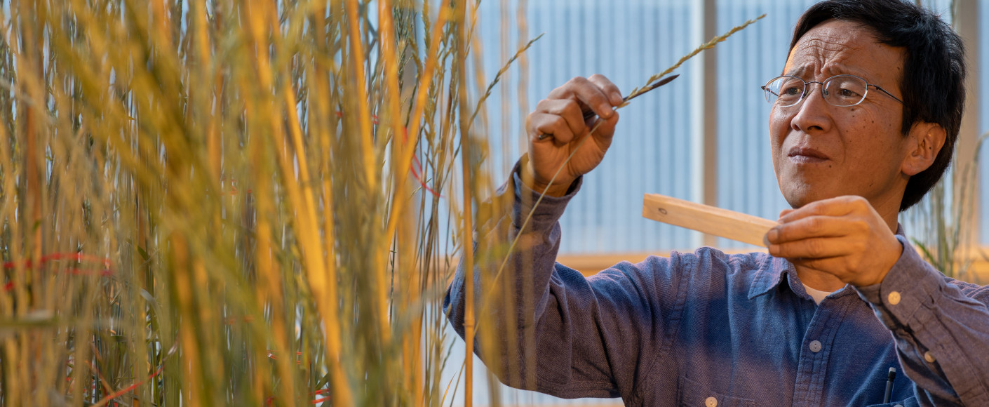 Shuwen Wang at the Land Institute Perennial Wheat Greenhouse