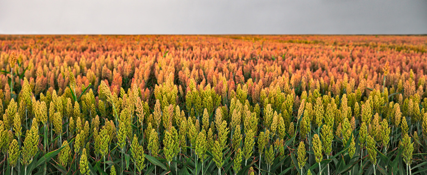 Sorghum field in beautiful colors