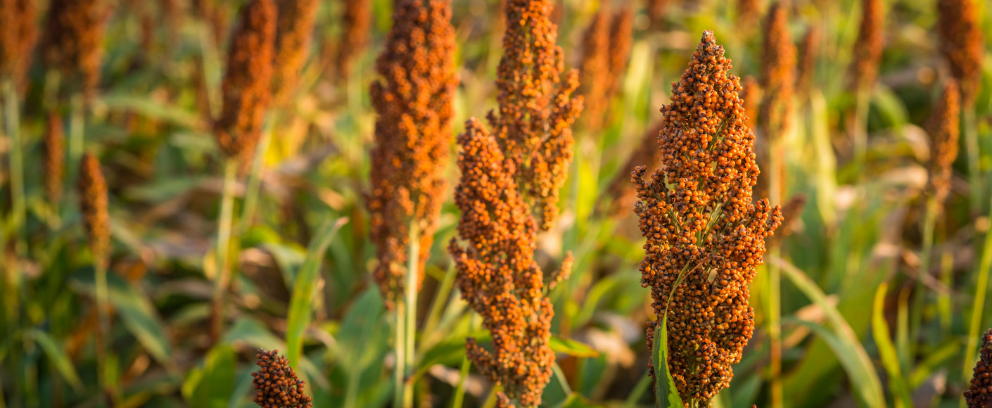 sorghum