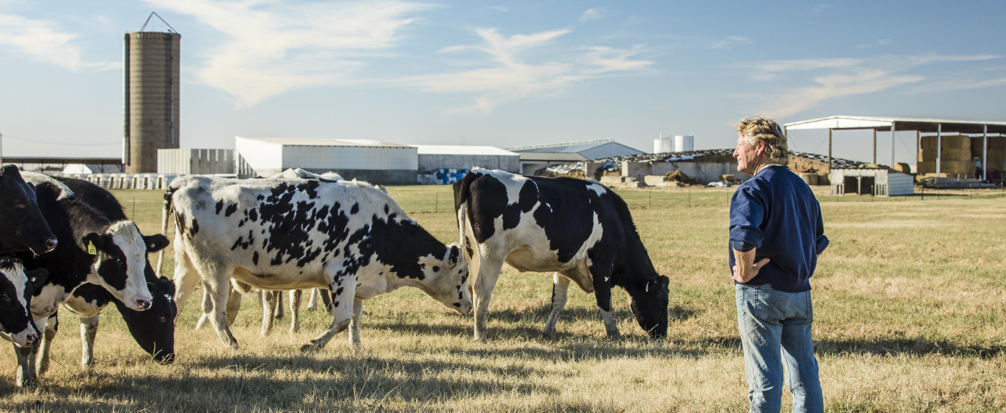 Steve Strickler Kansas Dairy Farm - Holstein cows