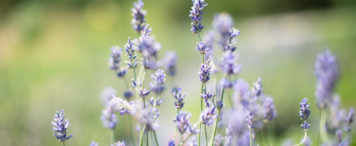 Lavender bloom in Kansas