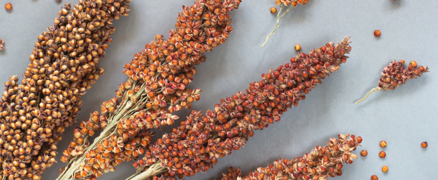 Sorghum and Sustainability