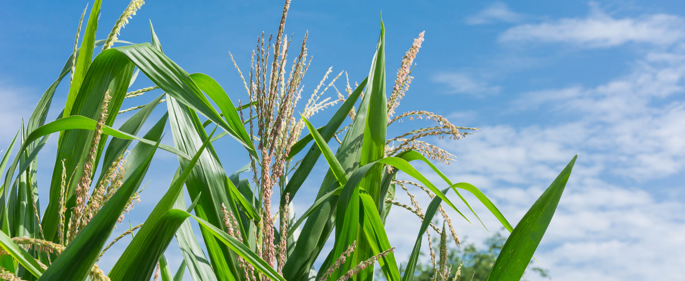 Crop Pollination